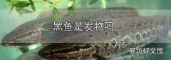 黑魚是發物嗎