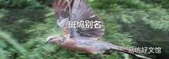 斑鳩別名