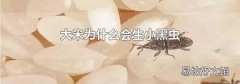 大米為什么會生小黑蟲