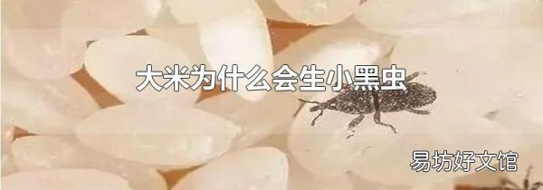 大米為什么會生小黑蟲