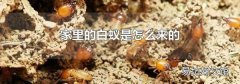 家里的白蟻是怎么來的
