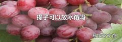 提子可以放冰箱嗎