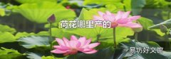 荷花哪里產的