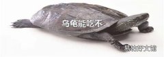 烏龜能吃不