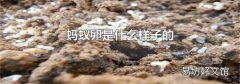 螞蟻卵是什么樣子的
