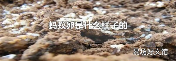 螞蟻卵是什么樣子的