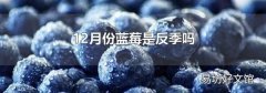 12月份藍莓是反季嗎