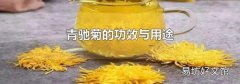 青馳菊的功效與用途
