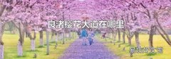 良渚櫻花大道在哪里