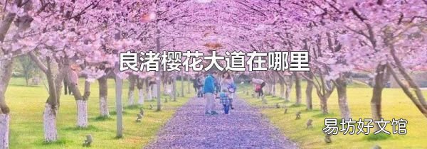 良渚櫻花大道在哪里