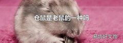 倉鼠是老鼠的一種嗎