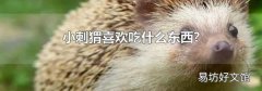 小刺猬喜歡吃什么東西?