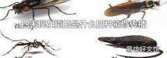 四害現在指的是什么四種能夠傳播