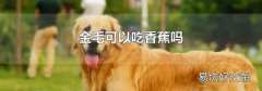 金毛可以吃香蕉嗎