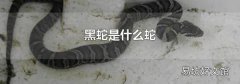 黑蛇是什么蛇