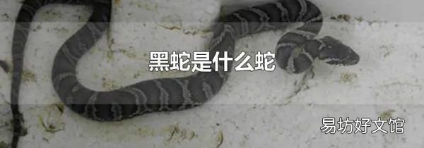 黑蛇是什么蛇