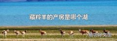 藏羚羊的产房是哪个湖