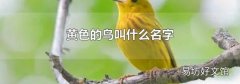 黃色的鳥叫什么名字
