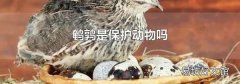 鵪鶉是保護動物嗎