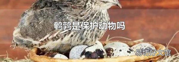 鵪鶉是保護動物嗎