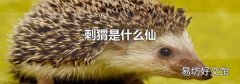 刺猬是什么仙