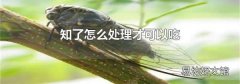 知了怎么处理才可以吃
