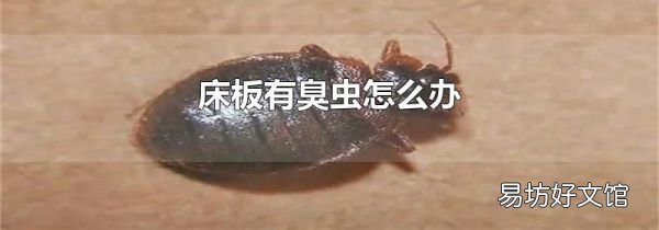 床板有臭虫怎么办