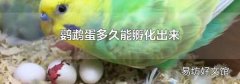 鹦鹉蛋多久能孵化出来