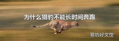 為什么獵豹不能長時間奔跑