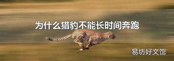 為什么獵豹不能長時間奔跑