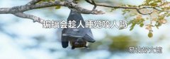 蝙蝠會趁人睡覺咬人嗎