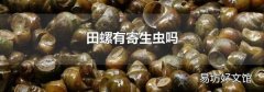 田螺有寄生蟲嗎