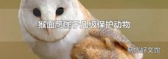 猴面鷹屬于幾級保護動物