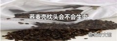 荞麦壳枕头会不会生虫
