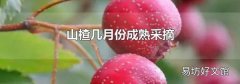 山楂幾月份成熟采摘