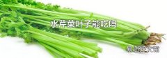 水芹菜叶子能吃吗