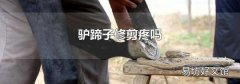 驴蹄子修剪疼吗