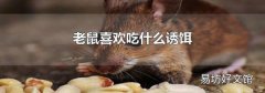 老鼠喜歡吃什么誘餌