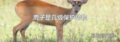 麂子是幾級保護動物