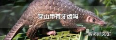 穿山甲有牙齒嗎