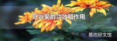 葉谷菊的功效和作用