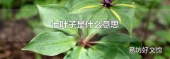 七葉子是什么意思