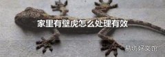 家里有壁虎怎么处理有效