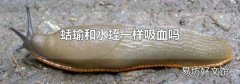 蛞蝓和水蛭一样吸血吗