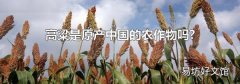 高粱是原产中国的农作物吗?