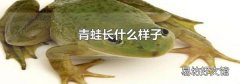 青蛙长什么样子