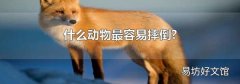 什么動物最容易摔倒?