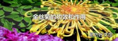 金絲菊的功效和作用