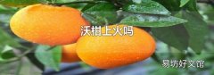 沃柑上火吗