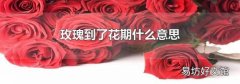 玫瑰到了花期什么意思